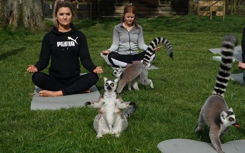 lemur yoga