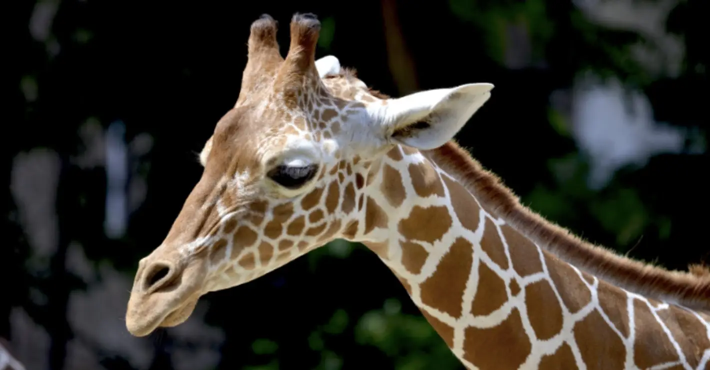 Poachers kill Kenya's only white female giraffe and her calf