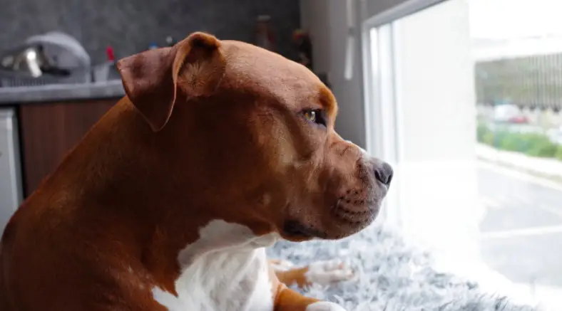 Pit bull and blind chicken who do everything together are best friends