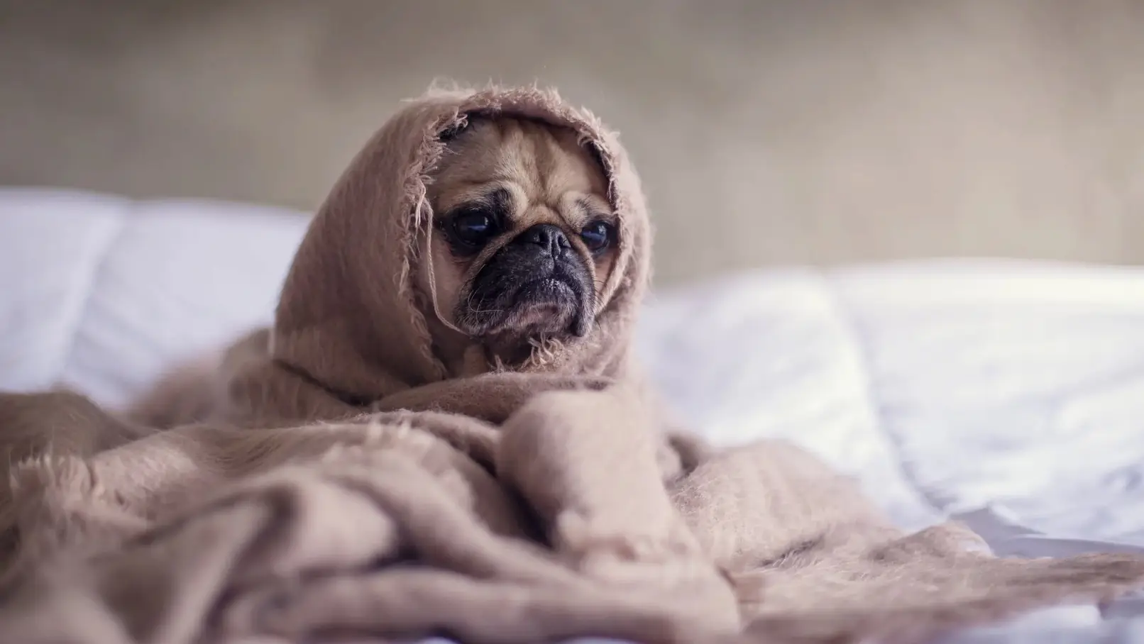 People share pics of their adorable animal coworkers as they work from home