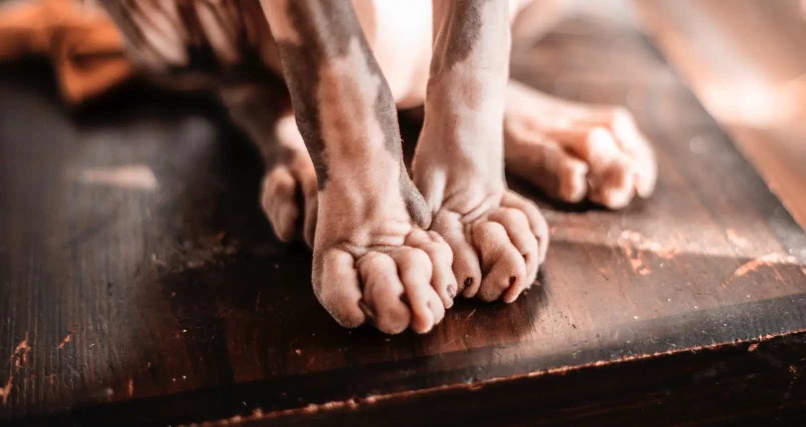 Angry-looking Sphynx cat becomes unlikely hit on social media