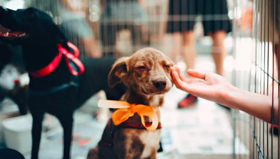 Animal shelters are looking for people to foster pets amid coronavirus fear