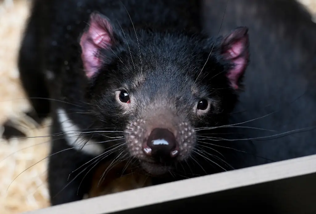 A Tasmanian devil.