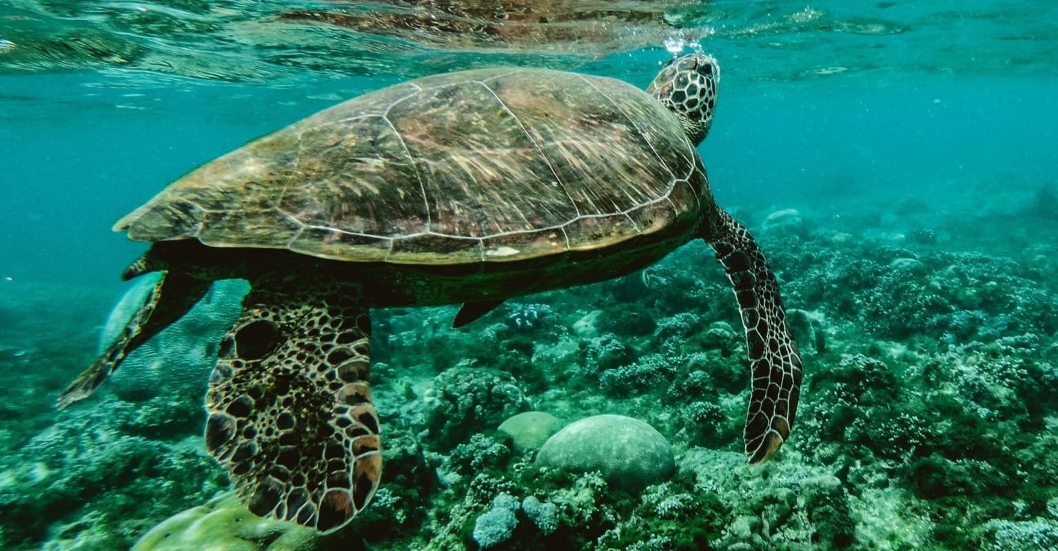An image of a turtle.