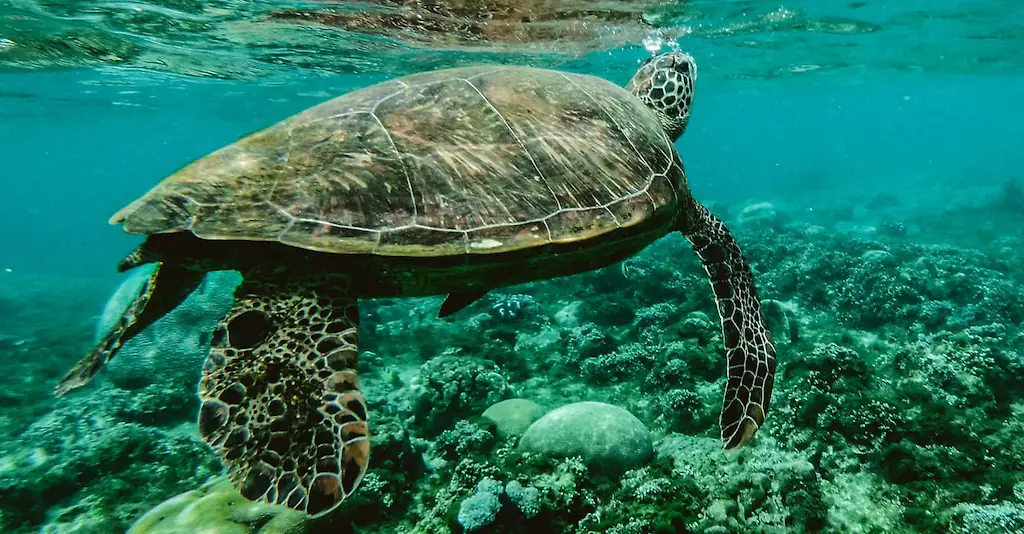 An image of a turtle. 