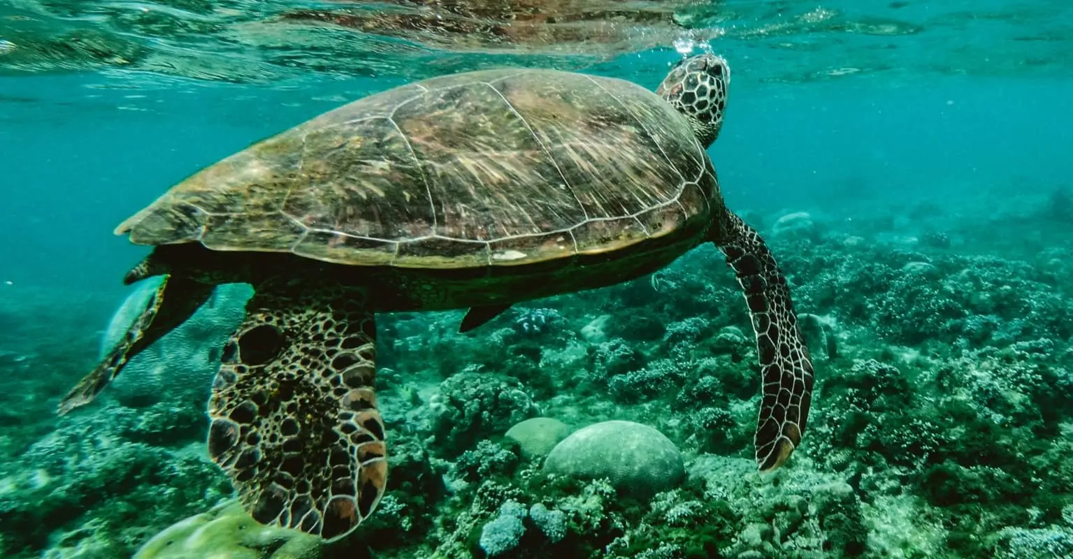 An image of a turtle. 