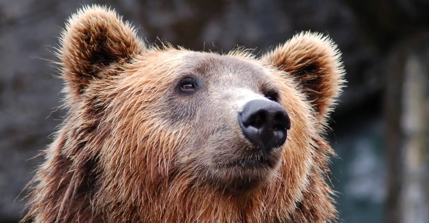 Giant bear abandoned as cub becomes popular model