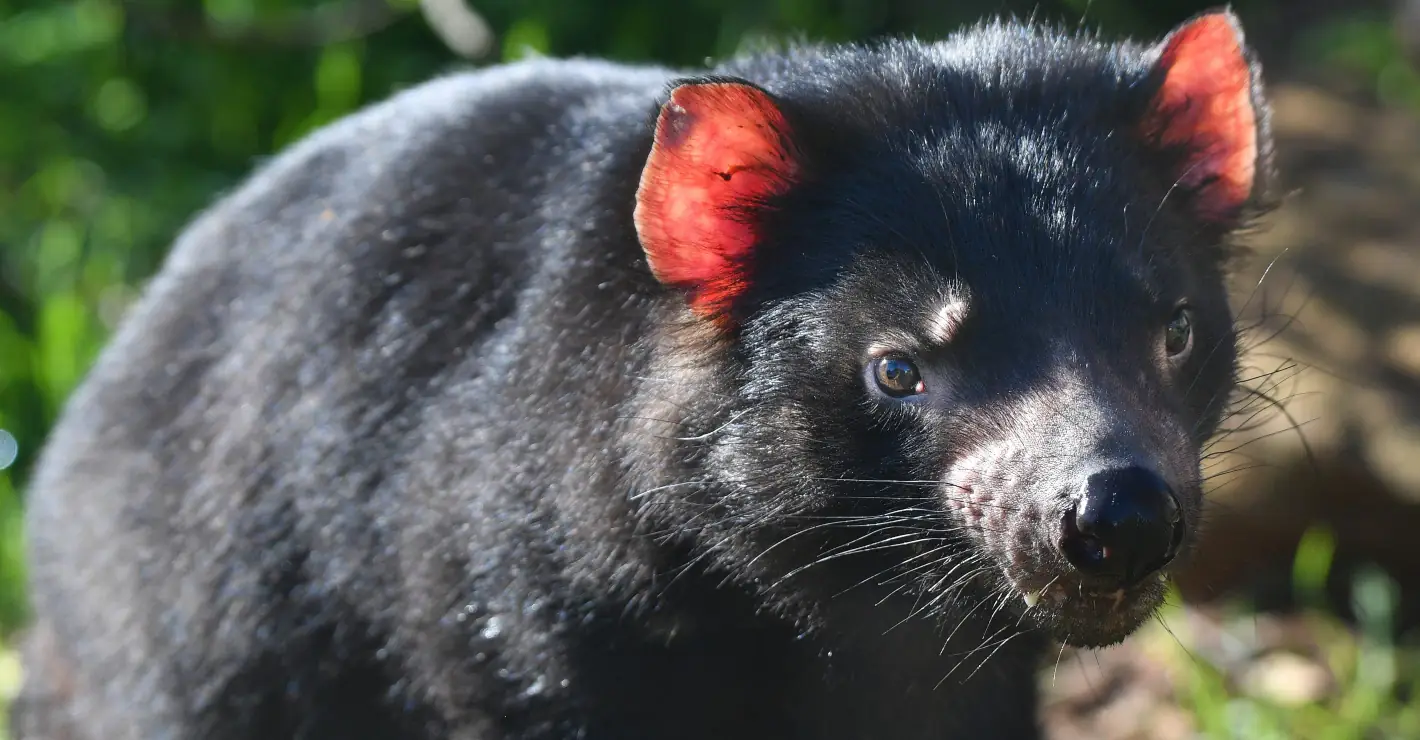 Tasmanian Devil returns to Australian wild for first time in 3000 years