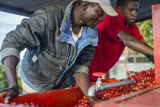Workers of the Mubuyu Farm, Zambia, use a coffee pulper to remove red skin from coffee beans. The pulp is composted and used as an ecological fertilizer. Mubuyu farm is the largest producer of coffee in Zambia and the only private one. It belongs to Willem Lublinkhof who came to the country 45 years ago with the Dutch development service. Because coffee products are not very popular among Zambians, the bulk of it goes for export. There are 65 hectares of land under the coffee plantation today instead of 300 hectares in 2009. The manager of the coffee production Monday Chilanga says that the main reason of the reducing is very low prices for coffee.