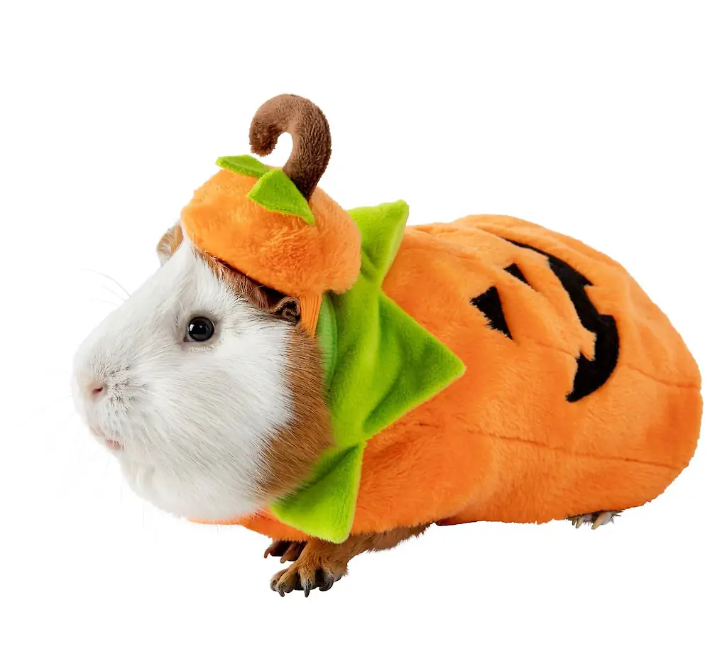 An image of a Guinea pig costume. 
