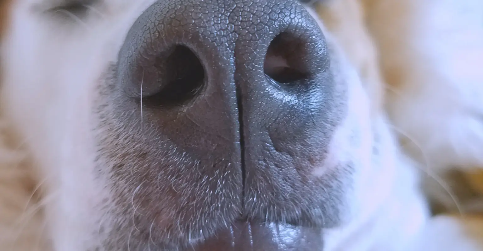 Snow delivered specially for winter-loving dog to have her last play before she passed away