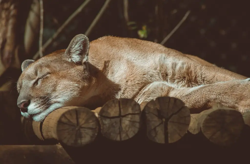 An image of a cougar sleeping