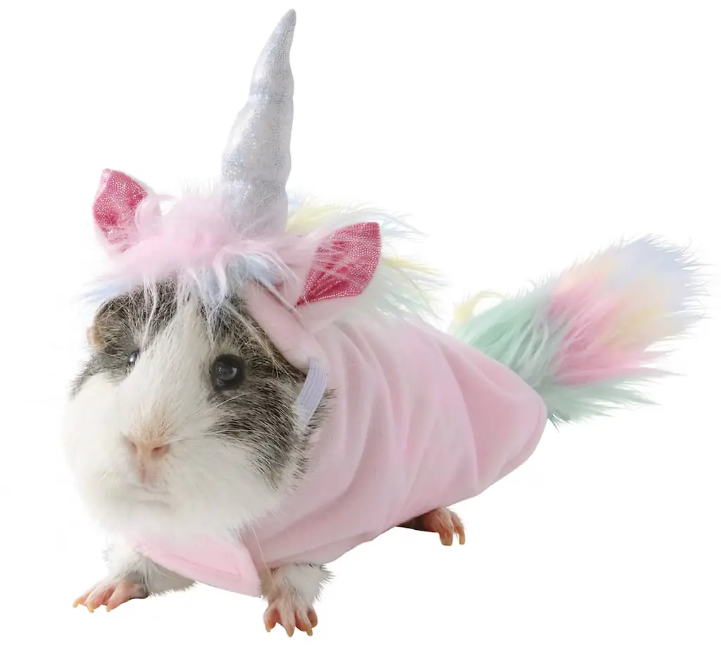 An image of a Guinea pig costume. 