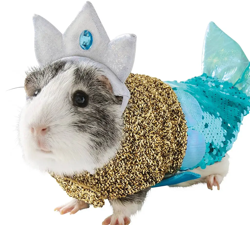 An image of a Guinea pig costume. 