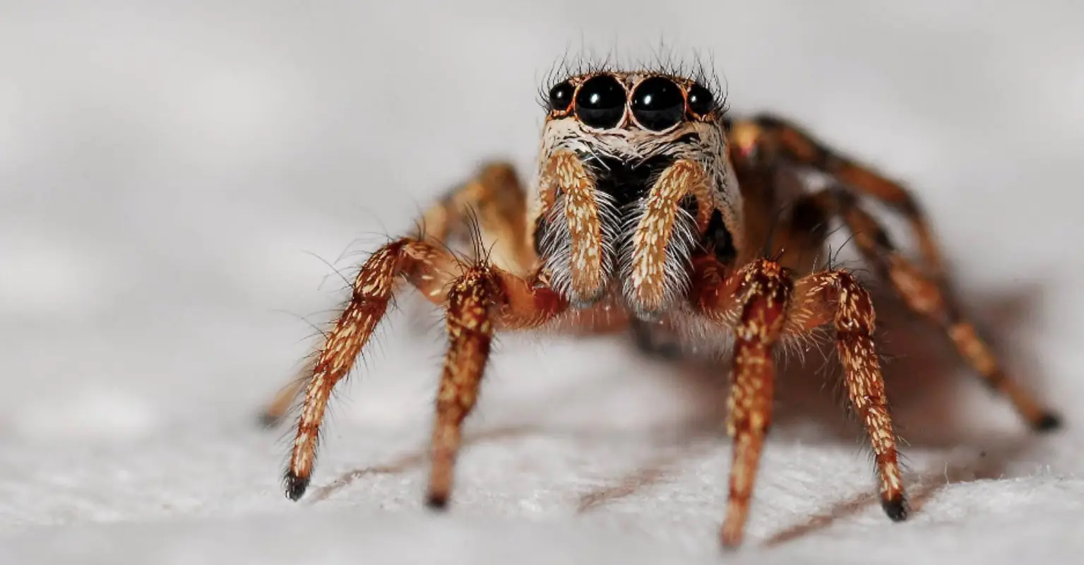 Man finds giant spider that looks like Aragog from 'Harry Potter' in backyard
