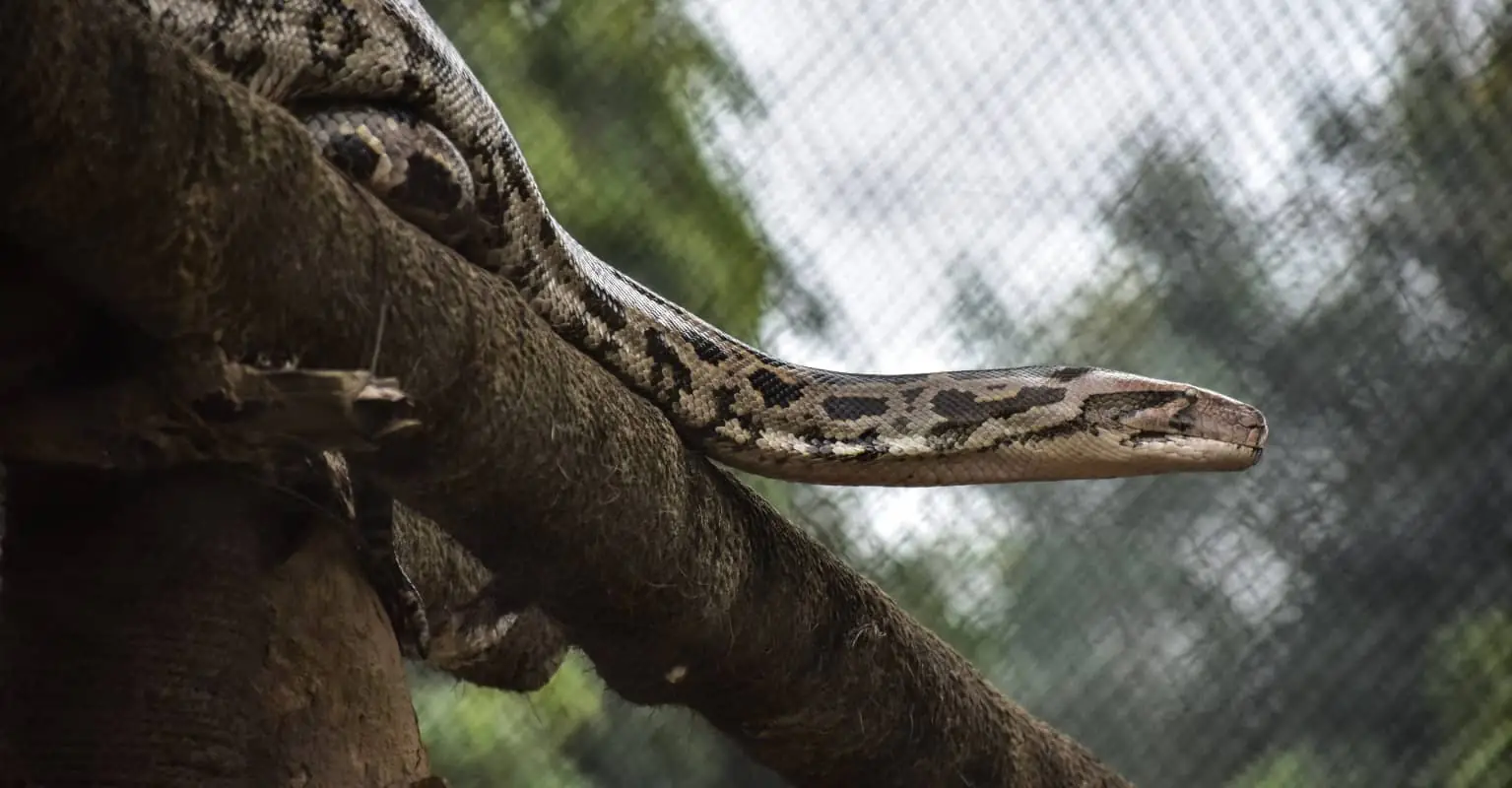 Guy spots giant 20ft-long anaconda crossing the road