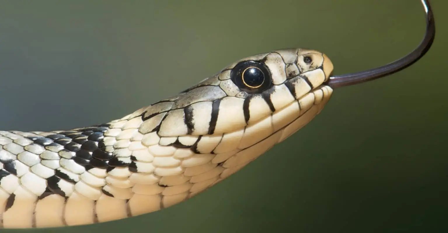 Woman grapples with giant python in desperate attempt to save snared puppy