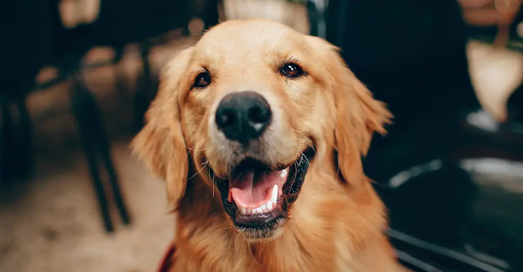 An image of a dog.