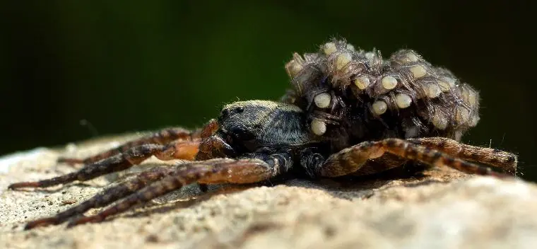 A wolf spider.