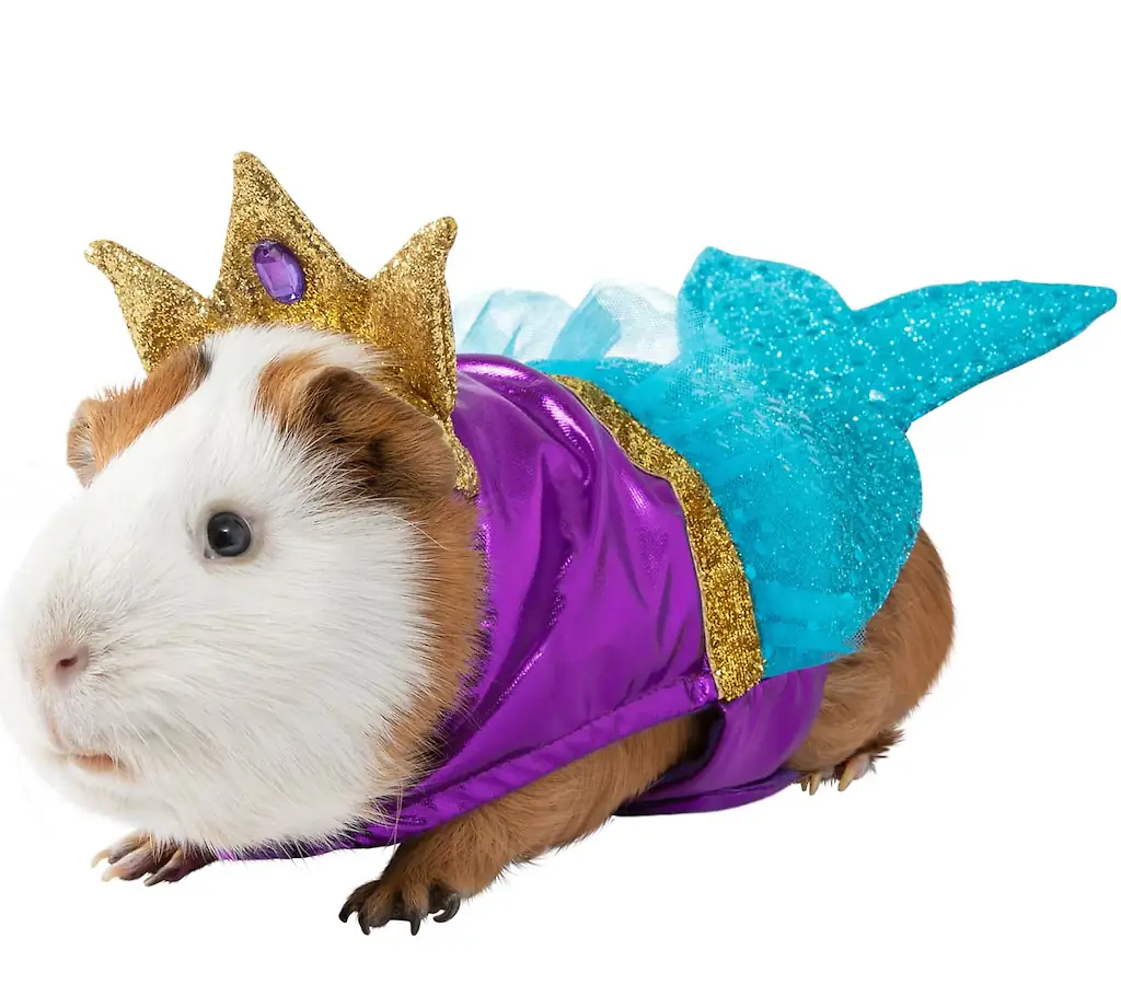 An image of a Guinea pig costume. 
