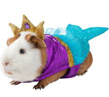 An image of a Guinea pig costume.