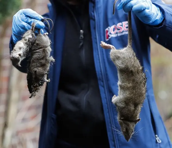 A man holding dead rats.