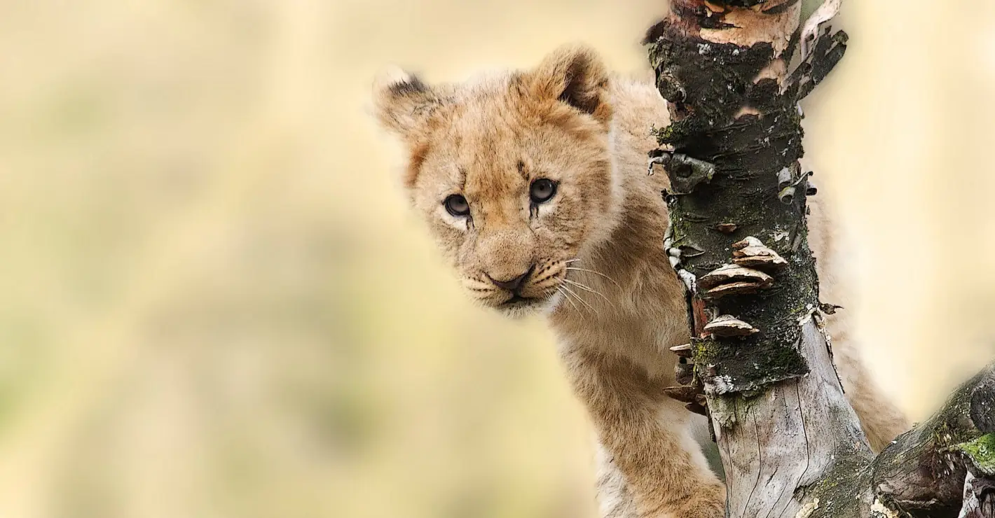 Orphaned mountain lion cub recovering after being rescued from California wildfire