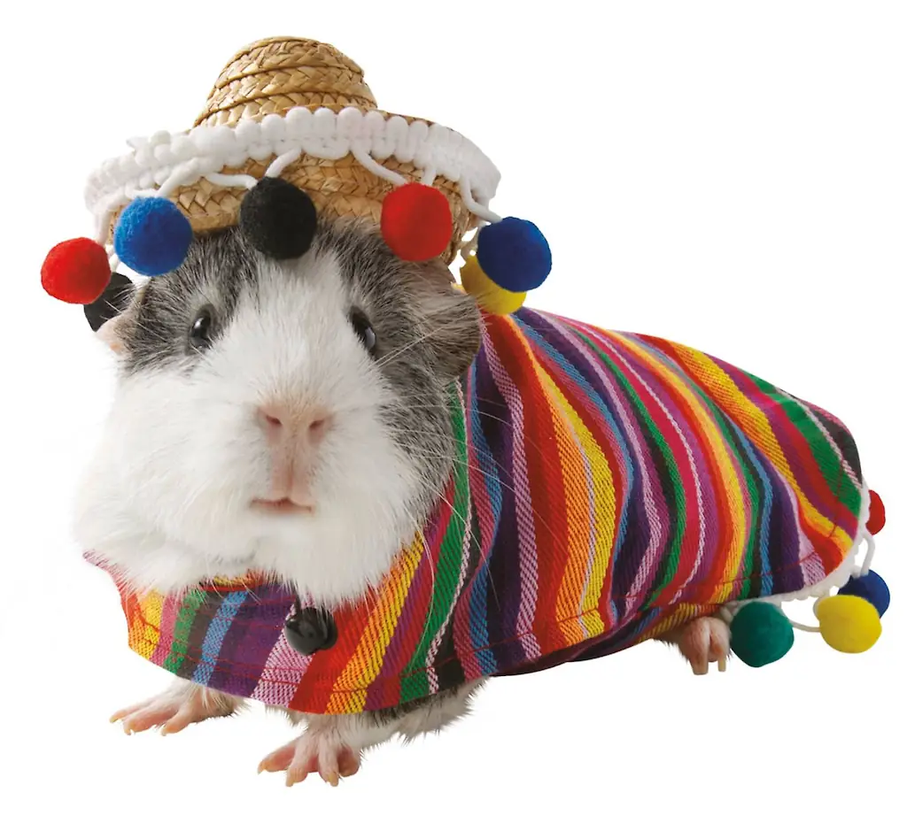 An image of a Guinea pig costume. 