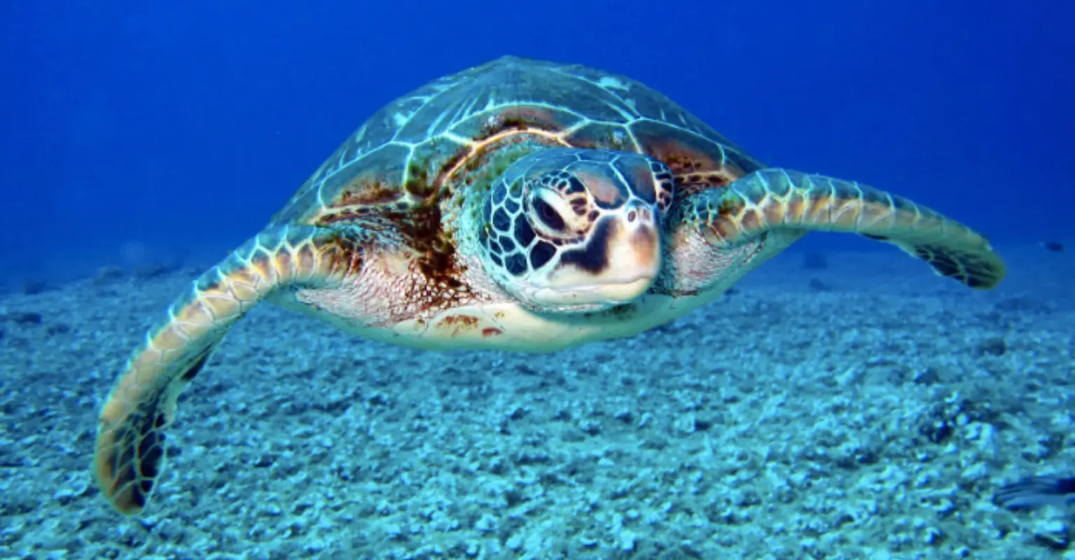 Rare white baby sea turtle discovered on South Carolina beach