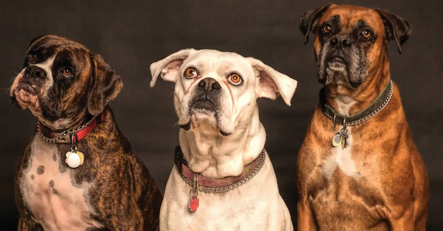 Man fills his home with 300 dogs to give them shelter from Hurricane Delta