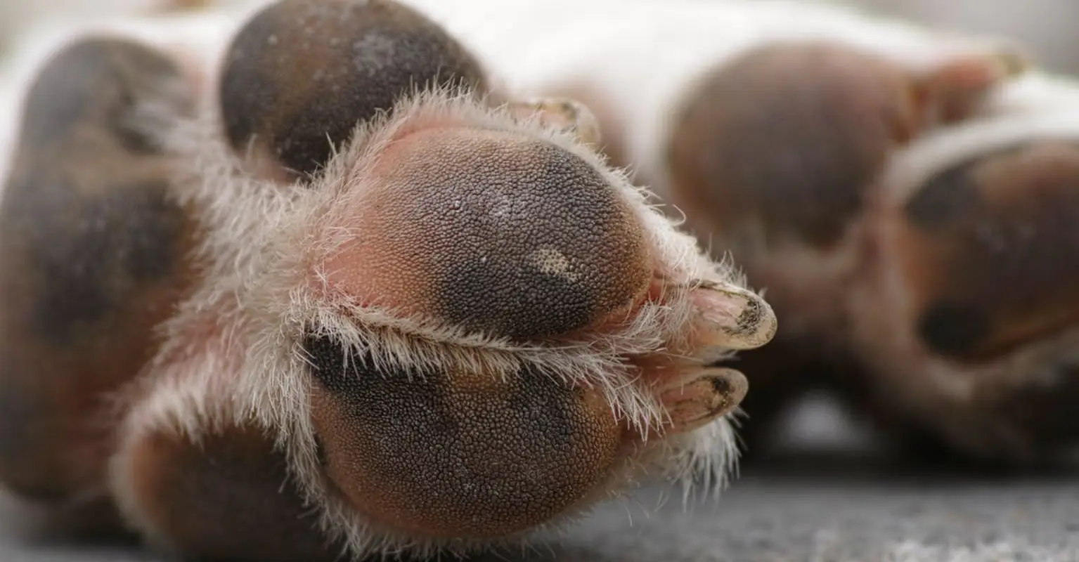 Man has puppy thrown at him during vile 'racist' rant... so he keeps it