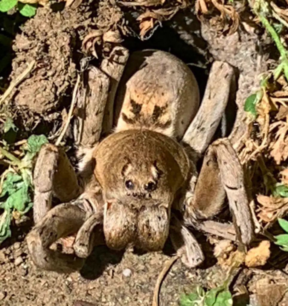 A giant spider. 