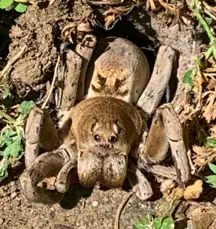 A giant spider. 