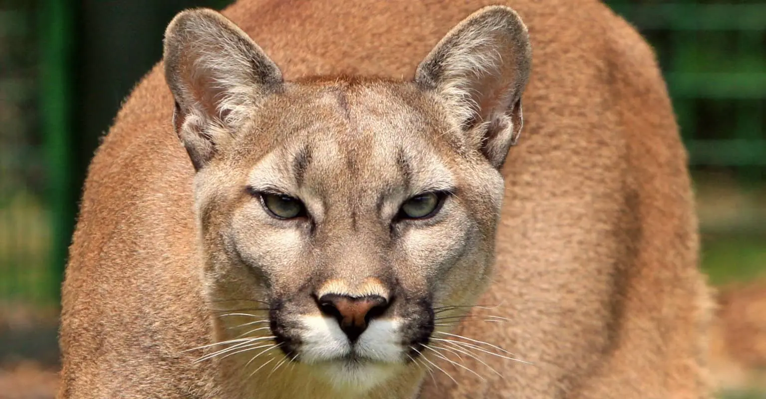 Harrowing video shows man stalked by cougar for nearly six minutes
