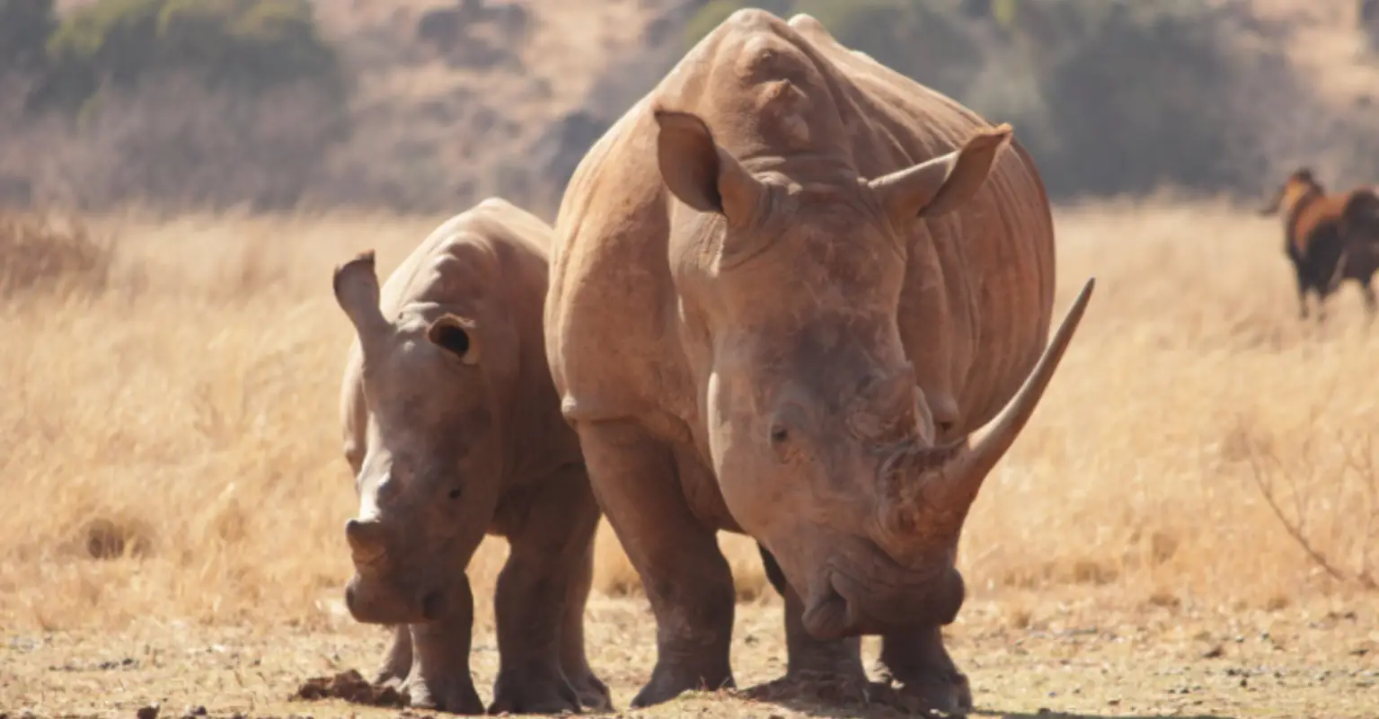 Rare white rhino calf born in Disney's Animal Kingdom
