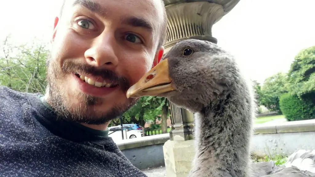 Sven Kirby, 34, takes his pet geese Beep Beep and Norbert everywhere. 