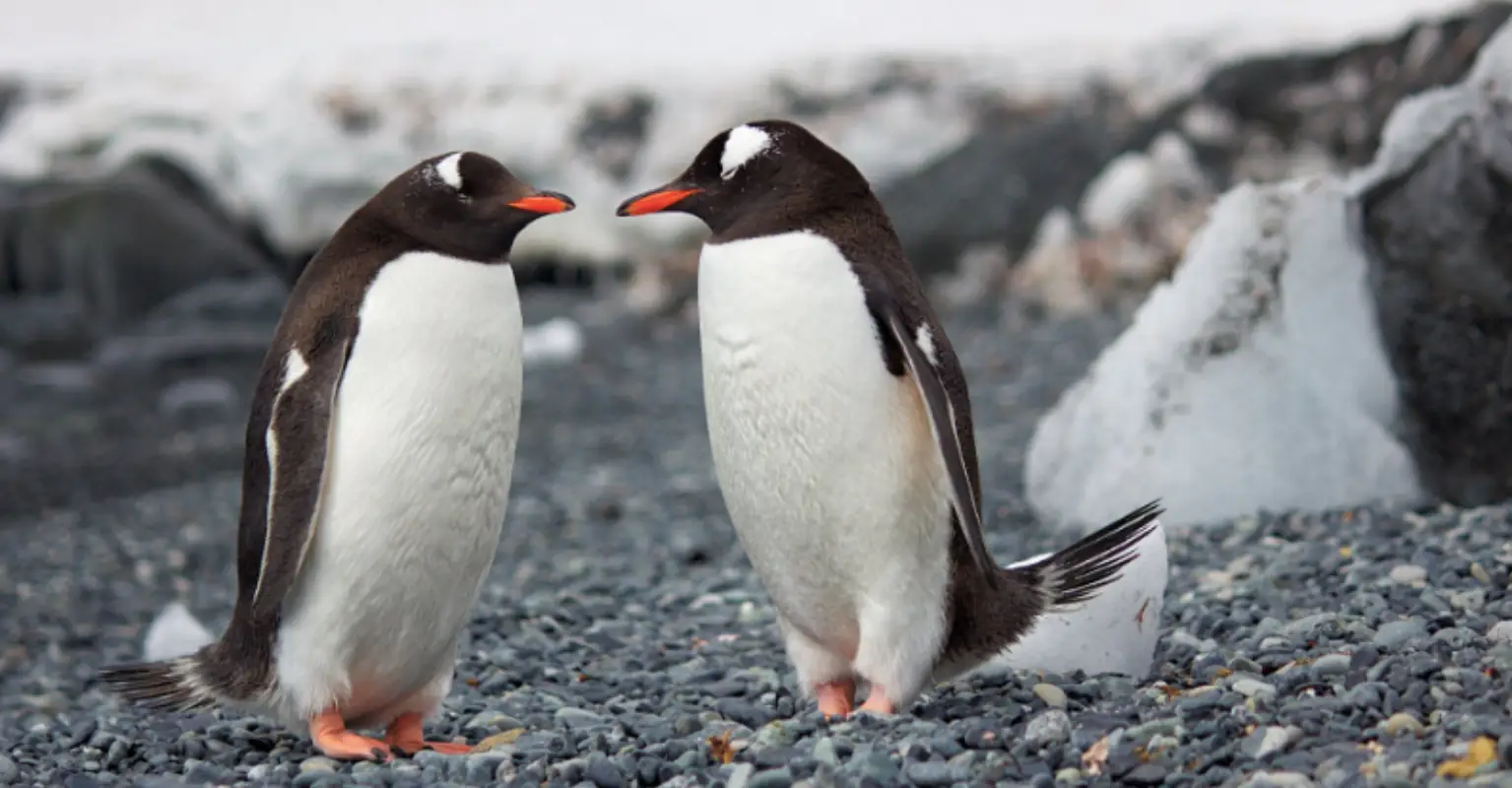 Same-sex penguin couple become parents for a second time