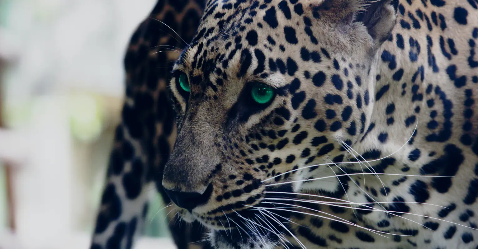 Florida man mauled by leopard after paying $150 for 'full contact experience'