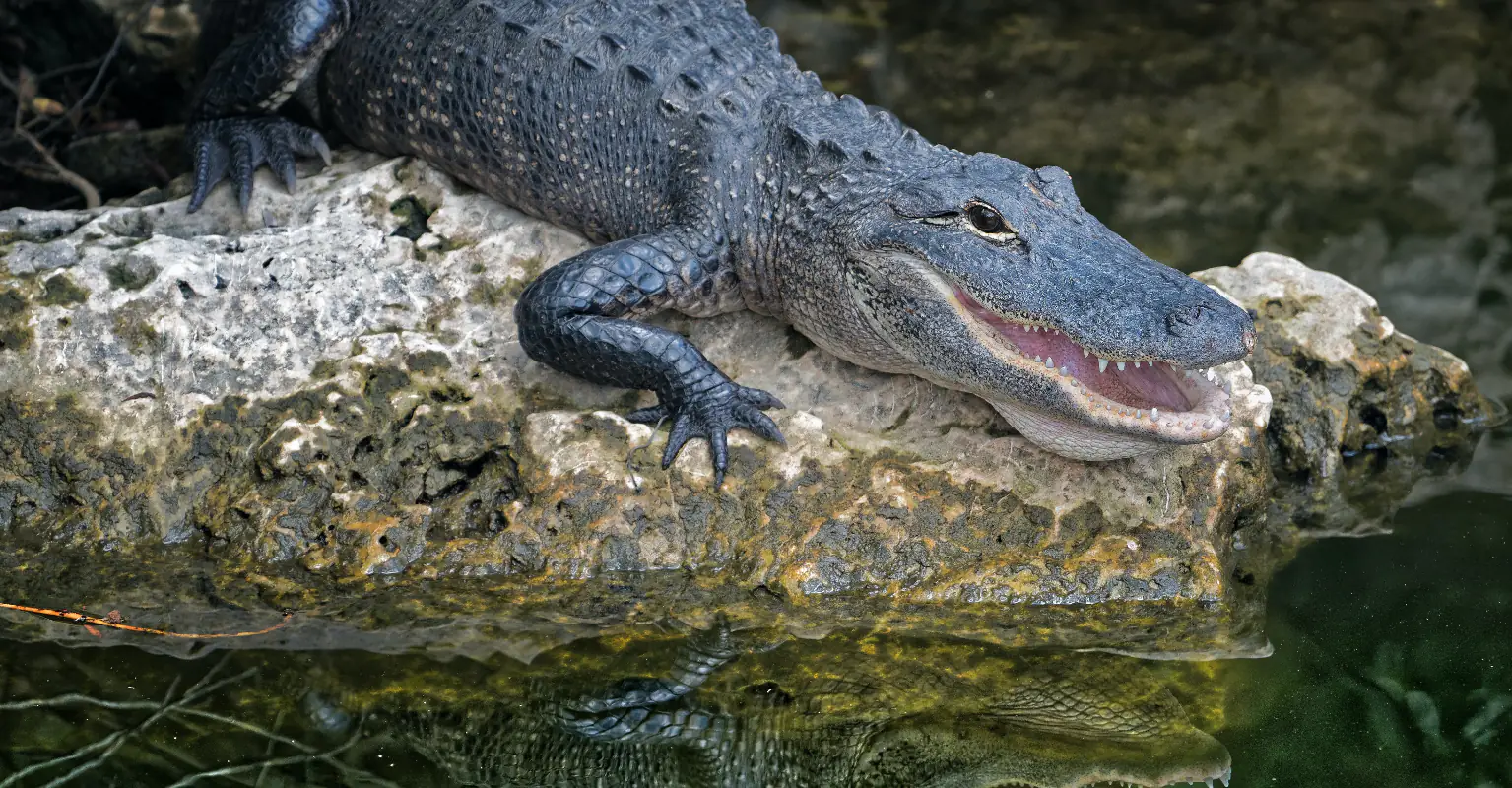 Man drags alligator out of water and pries its jaws open to save pet dog