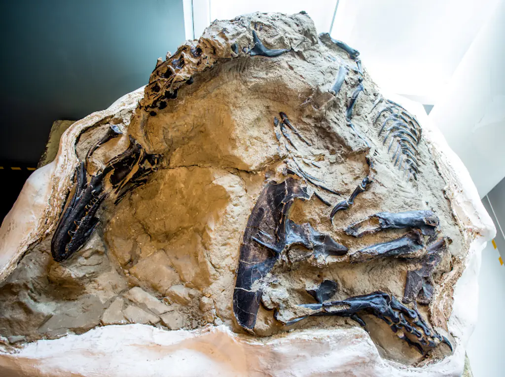 A dinosaur fossil. 