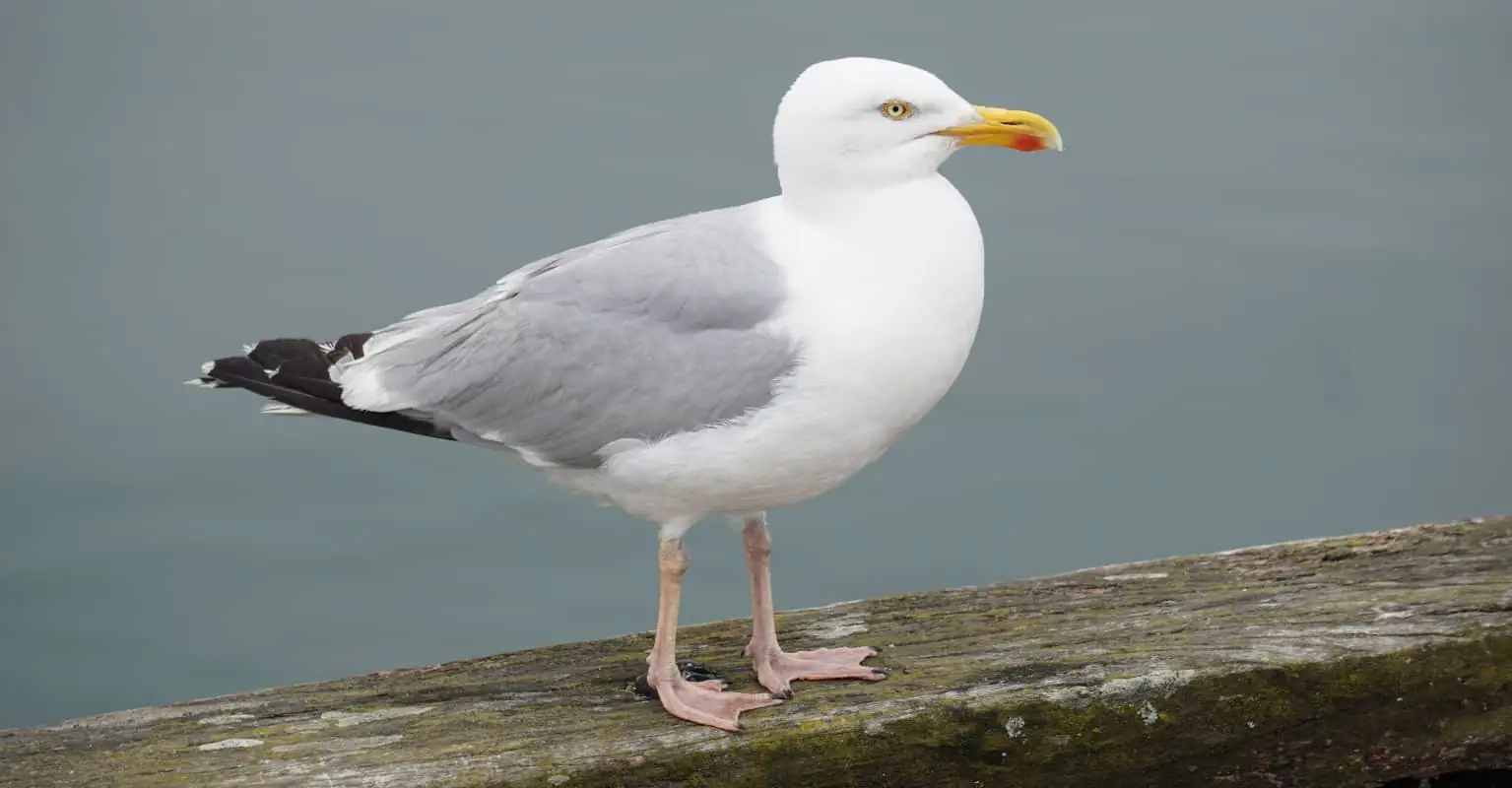 Pensioner fined over $1,000 after killing seagull with walking stick after it tried to steal his lunch