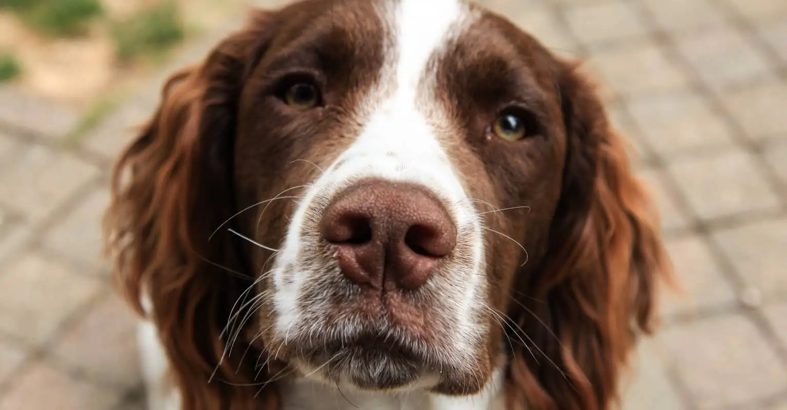 People still leave sticks on grave of dog that died 100 years ago
