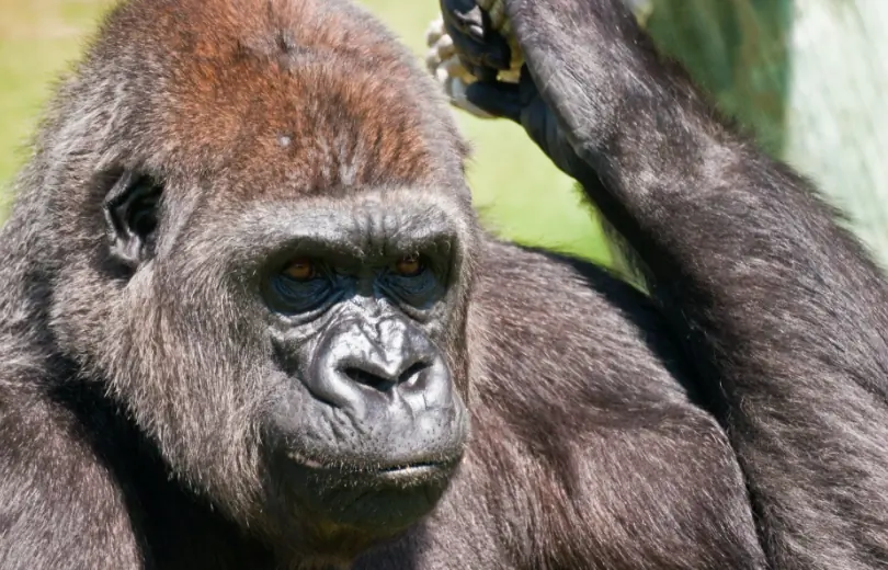 Gorilla