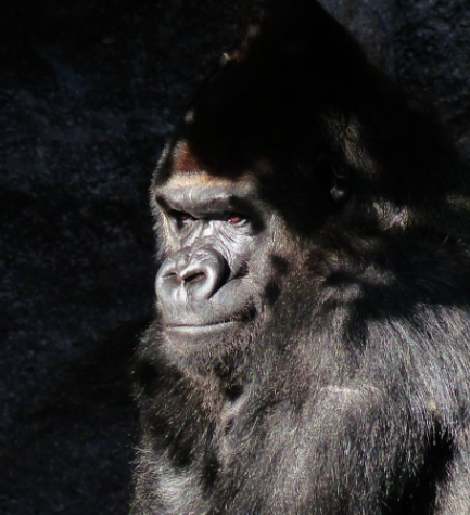 Gorilla