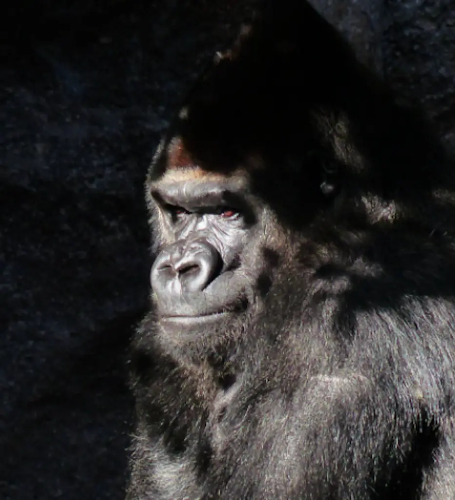 Gorilla