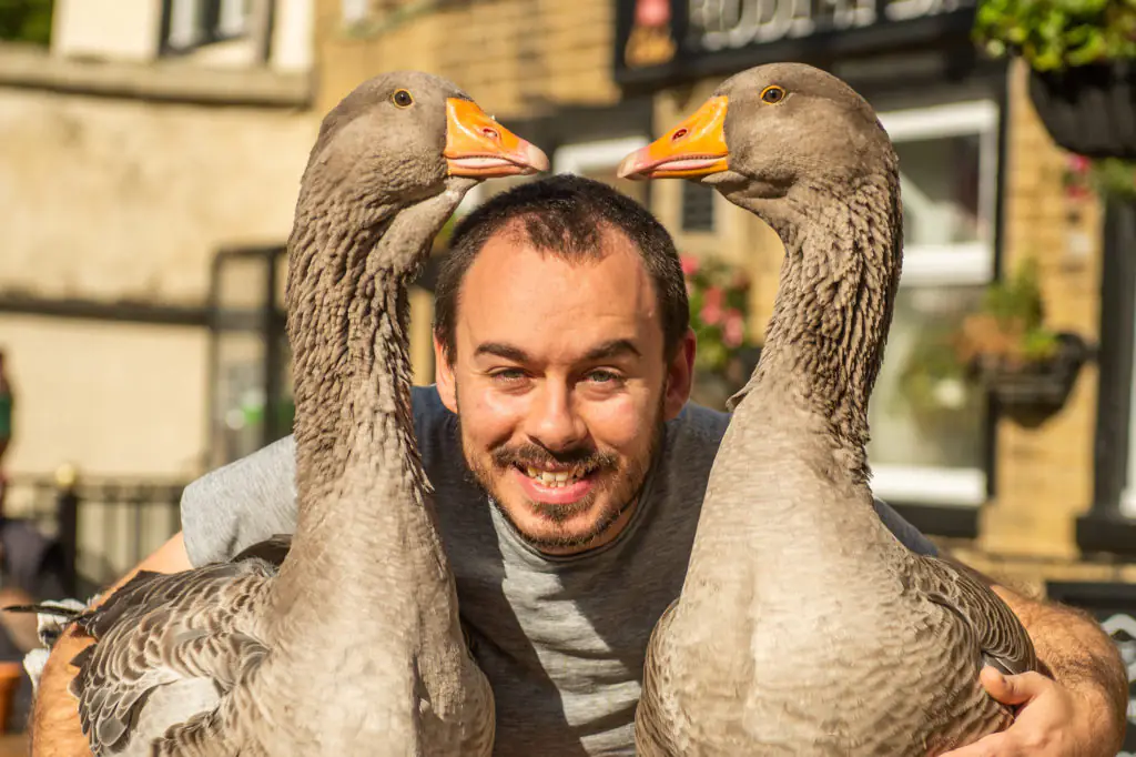 Sven Kirby, 34, takes his pet geese Beep Beep and Norbert everywhere. 