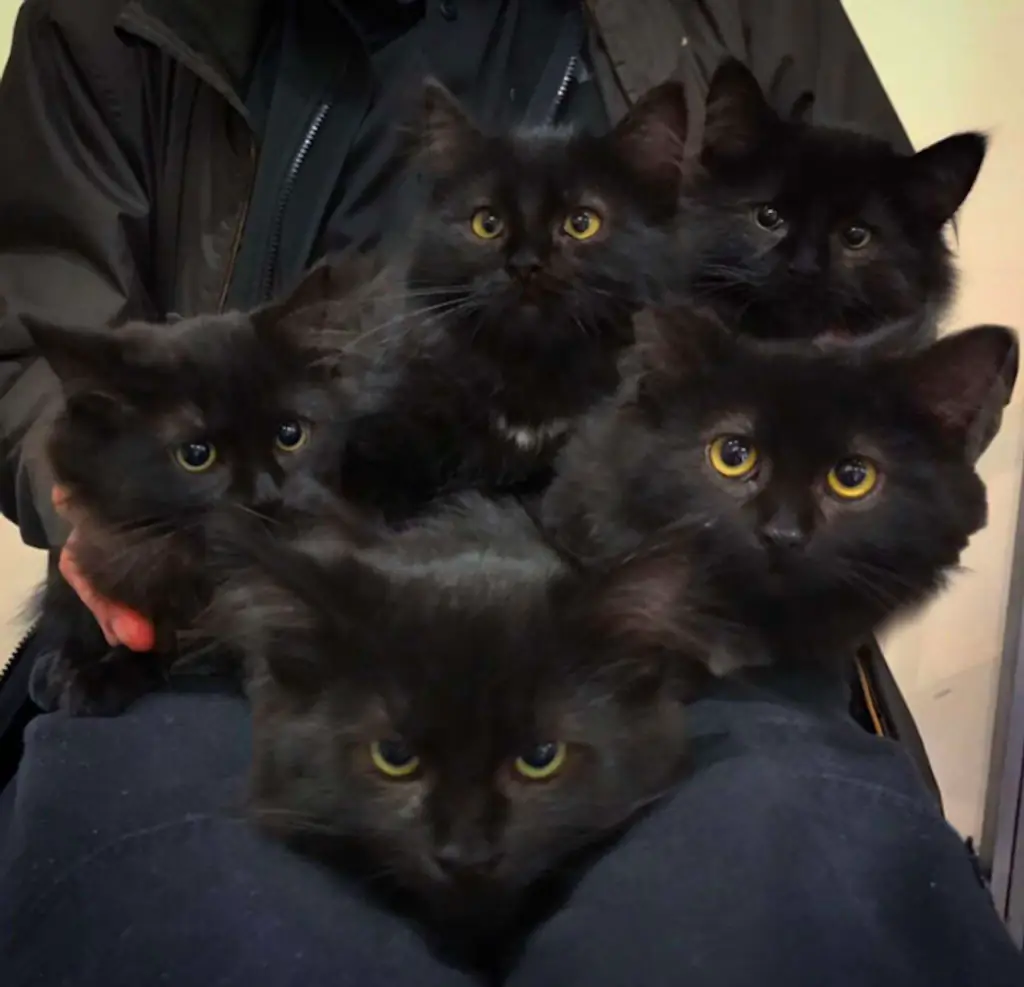 Stray kittens.