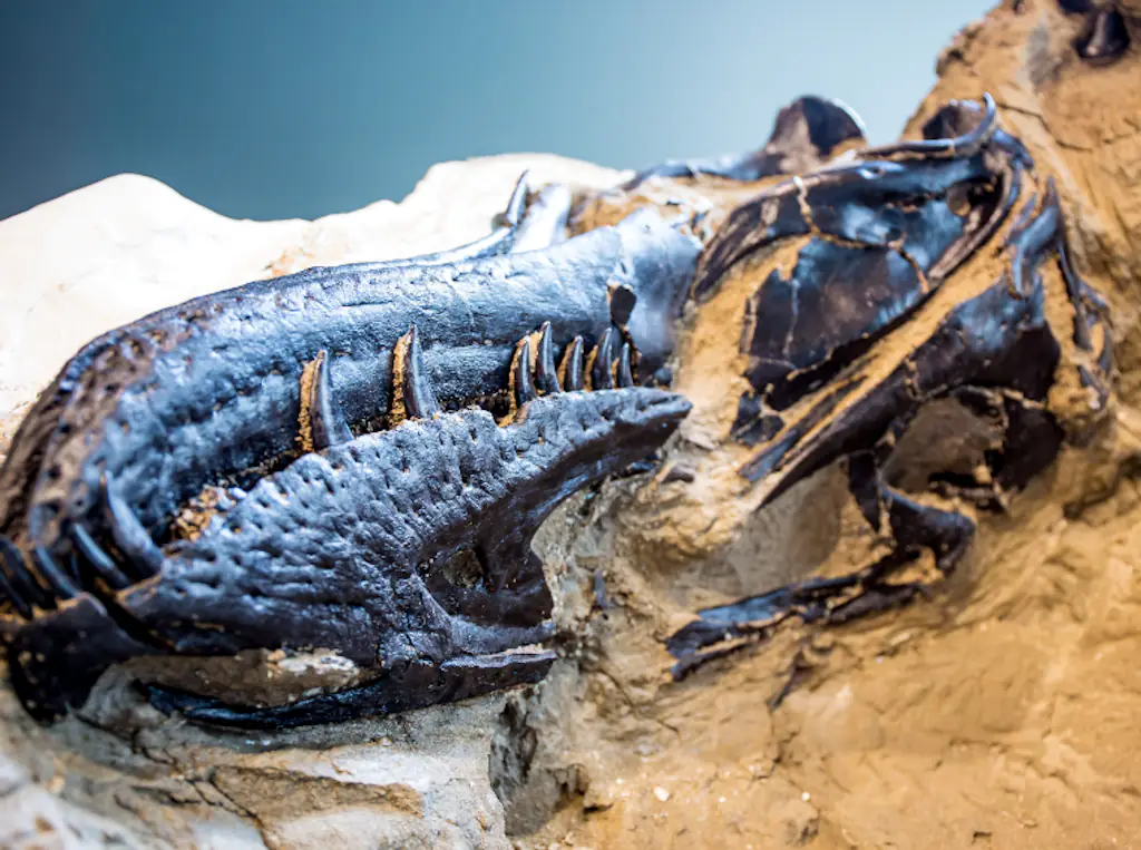 A dinosaur fossil.