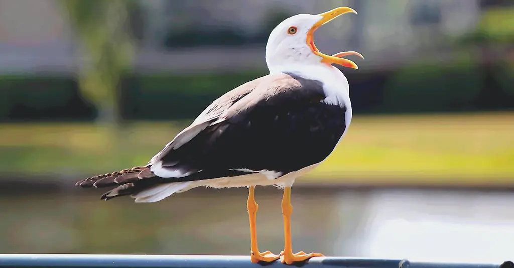 An image of a seagull. 