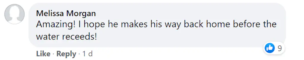A Facebook comment. 
